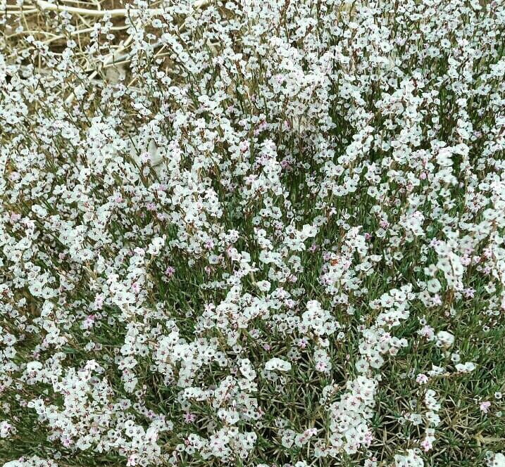 کلاه میرحسن زیگزاگی